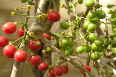 Tinospora cordifolia